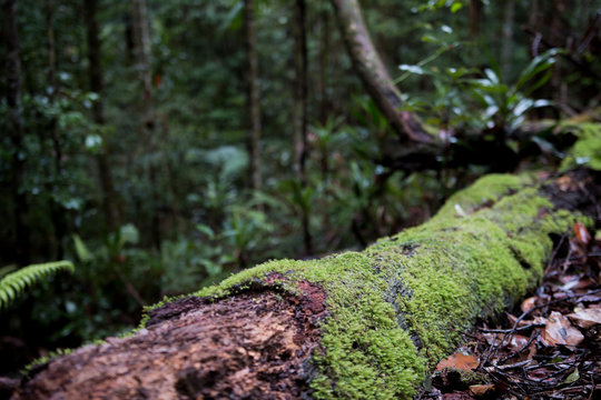Fallen Moss Covered Log In Beautiful Magical Australian Rainforest