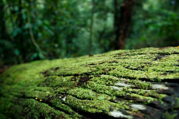 Fallen Moss Covered Log In Beautiful Magical Australian Rainforest