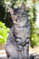 Naklejka na ściany i meble Handsome Tabby Kitten