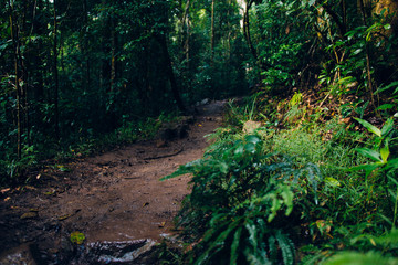 Walking Path in Beautiful Magical Australian Rainforest