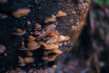Orange Fungus Growing on Log In Beautiful Australian Rainforest