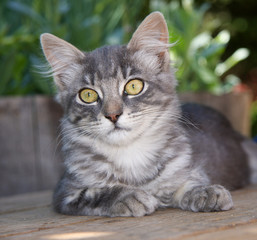Obraz premium Cute Kitten