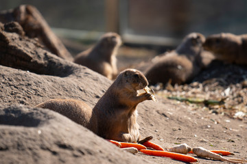 Black-tailed prairie eating at the zoo