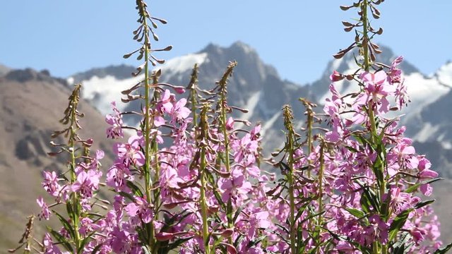 Wild flowers are pollinated by a bumblebee against snow-covered mountains