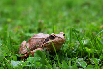 frog in grass