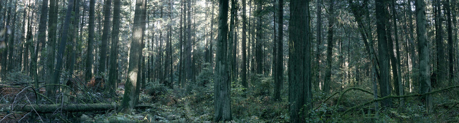 Green forest with sun beams filtering through the trees; Panorama of a forest in British Columbia