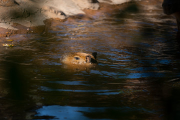 Capybaras swimming in the pool at the zoo