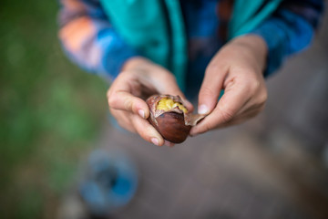 Top view of a child peeling a shell of roasted chestnut