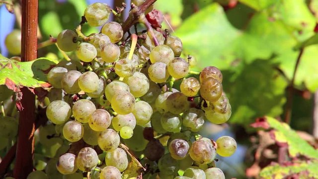 wei&szlig;e Trauben aus biologischem Anbau am Weinstock in Frankreich im Jurancon, Pyren&auml;en