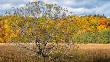 Fototapeta premium Trenchant Topiary