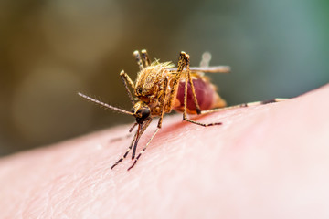 Yellow Fever, Malaria or Zika Virus Infected Mosquito Insect Macro