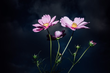 Fototapeta premium 幻想的なコスモス