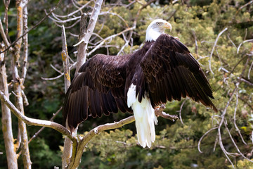 Outspread Wings