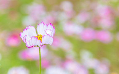 Obraz premium コスモス