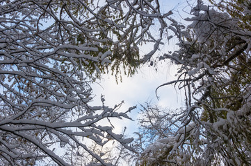 snow-covered branches and trees in the city park