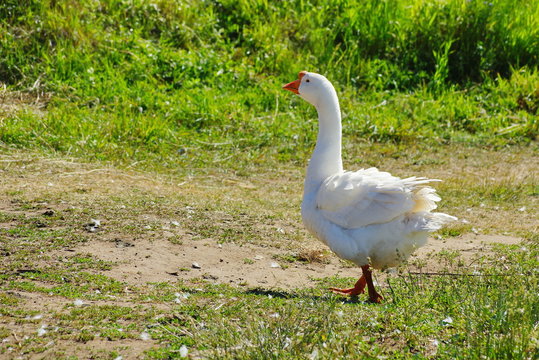 white goose on the trail goes graze