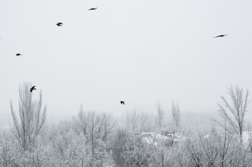 Winter landscape - snow storm, snow covered trees and black birds