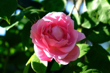 Pink Rose