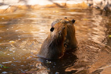 Capybaras playing in the pool at the zoo