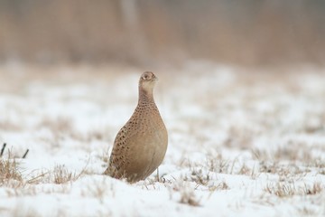Birds - Common Pheasant (Phasianus colchicus) male - cock