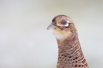 Birds - Common Pheasant (Phasianus colchicus) male - cock