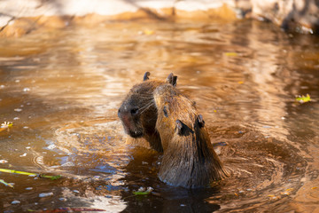 Capybaras playing in the pool at the zoo