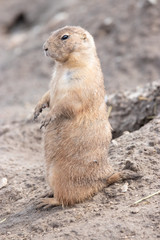 Sentry Duty