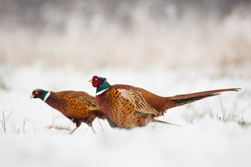 Birds - Common Pheasant (Phasianus colchicus) male - cock