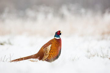Birds - Common Pheasant (Phasianus colchicus) male - cock