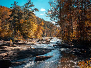 Fall forest on the creek