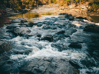 Fall forest on the creek