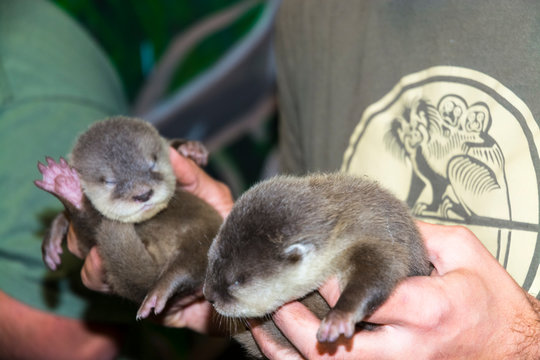 Dwarf otter baby in hand
