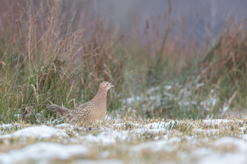Birds - Common Pheasant (Phasianus colchicus) male - cock