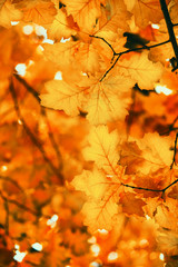 Yellow maple leaves on a twig in autumn