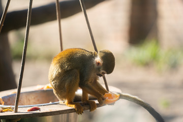Obraz premium Squirrel Monkey eating a orange at the zoo