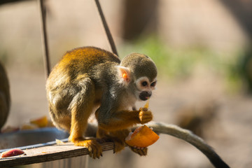 Squirrel Monkey eating a orange at the zoo