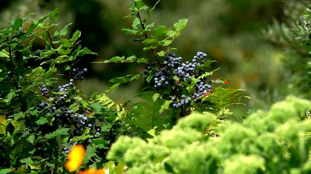 Shrub with blue sweet berries in the forest zone