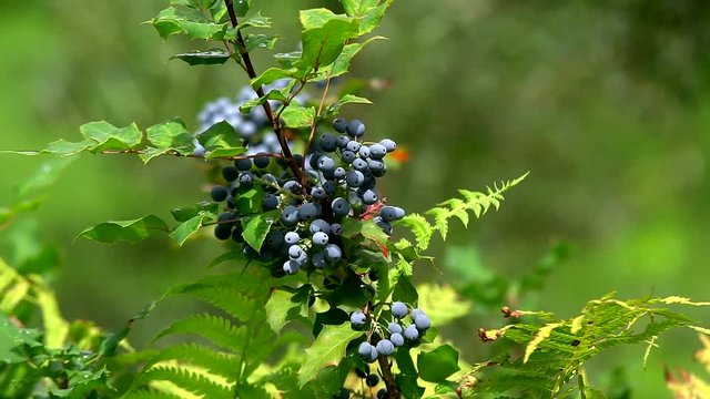 Shrub with blue sweet berries in the forest zone