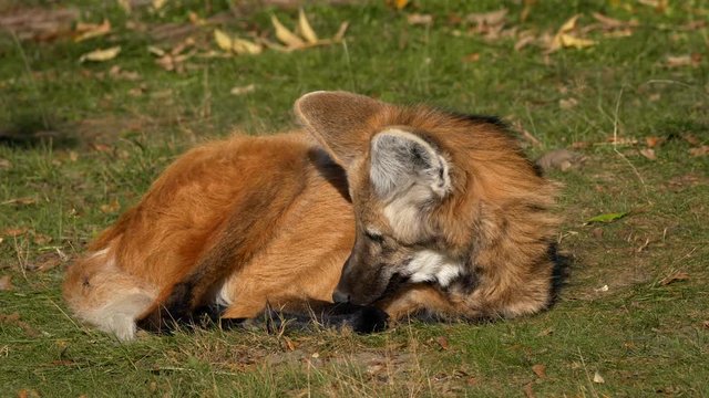 Maned wolf (Chrysocyon brachyurus) awakening