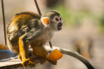 Obraz premium Squirrel monkey eating a orange at the zoo