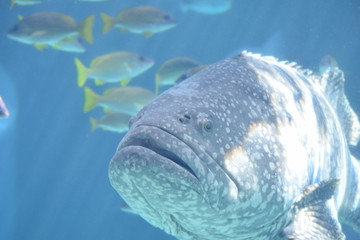 closeup of a fish