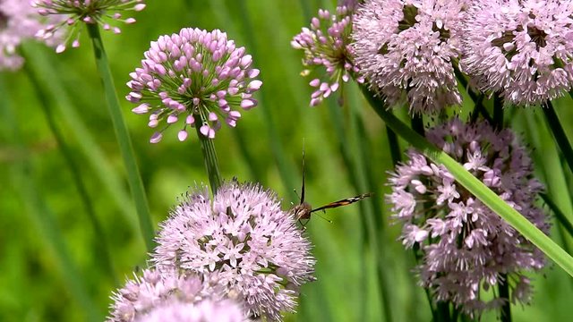 Butterflies on a bright warm day under a bright sun sit on the wild flowers to collect the nectane