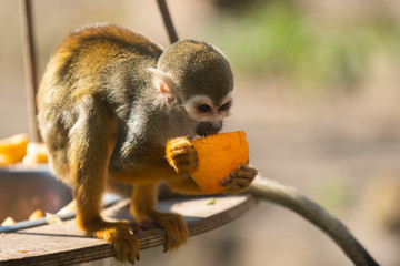 Obraz premium Squirrel Monkey eating a orange at the zoo