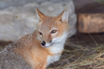 Swift Fox