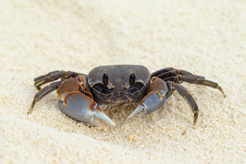 crab on tropical beach