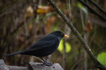 blackbird
