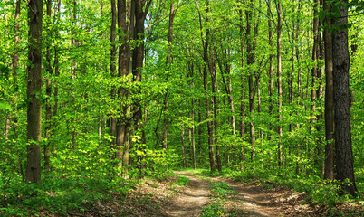 Forest trees. nature green wood sunlight backgrounds