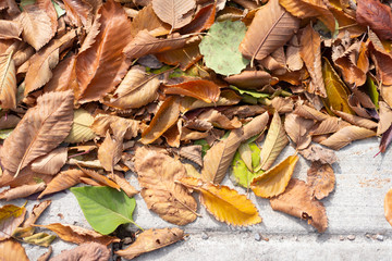 Colourful fall leaves on sidewalk