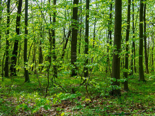 Forest trees. nature green wood sunlight backgrounds