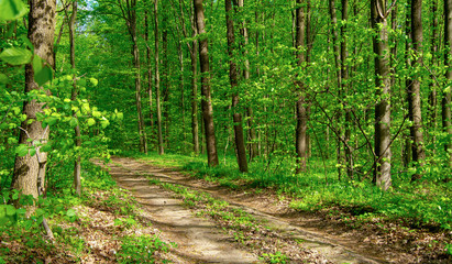 Forest trees. nature green wood sunlight backgrounds